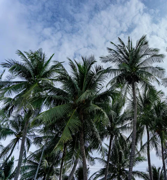 Tall Coconut Trees Background Sky Full White Clouds — Stock Photo, Image