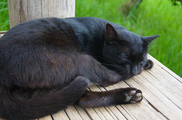 黑猫睡在黄色的木垃圾上 有一个绿草的背景 — 图库照片