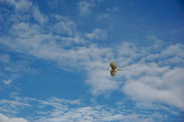 Witte Zeevogels Zwarte Mond Benen Vliegen Blauwe Hemel Met Witte — Stockfoto