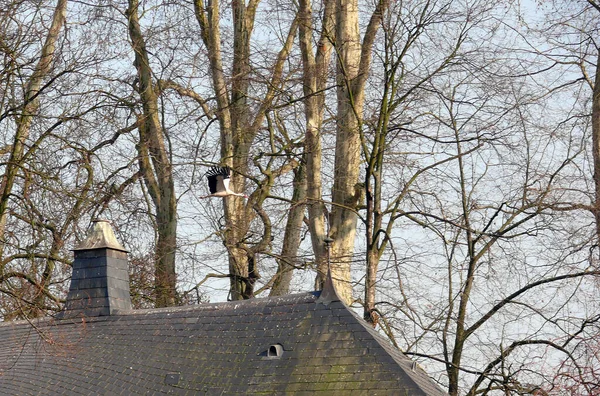 Oud Houten Hek Het Park — Stockfoto