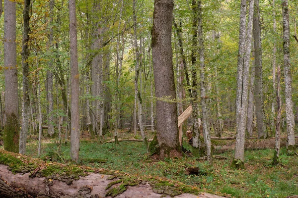 Autumnal natural deciduous forest with maple and hornbeam trees, Bialowieza Forest, Poland, Europe