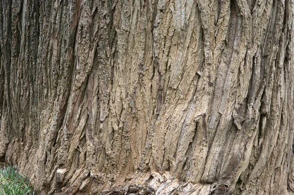Perto Uma Casca Árvore — Fotografia de Stock