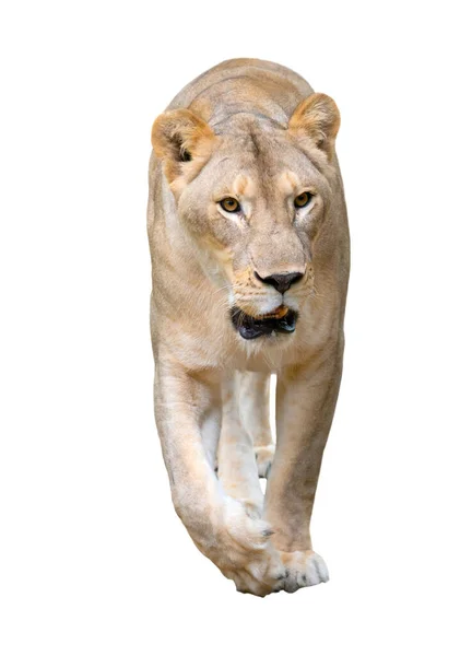 Female Lion Panthera Leo Walking Isolated White Background — Stock Photo, Image