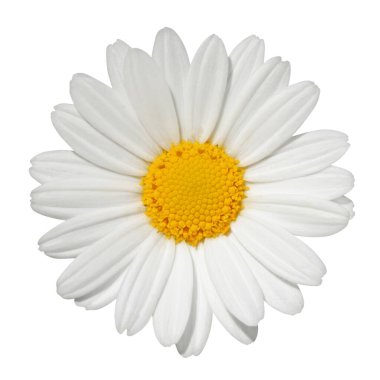 Lovely white Daisy (Marguerite) isolated on white background, including clipping path. Germany clipart