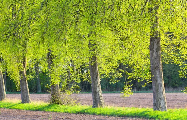 Bellissimo Paesaggio Con Alberi Erba Verde — Foto Stock