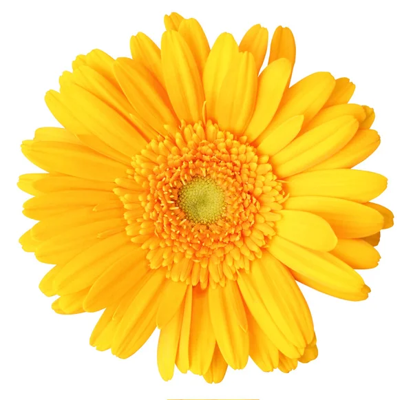 Krásná Žlutá Gerbera Daisy Izolované Bílém Pozadí Včetně Výstřižku Cestu — Stock fotografie