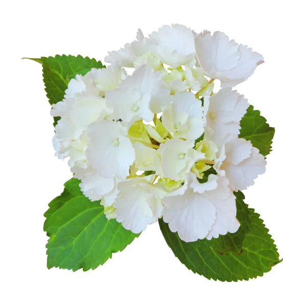 Linda Hortênsia Branca Hortensia Isolada Fundo Branco Incluindo Caminho Recorte — Fotografia de Stock