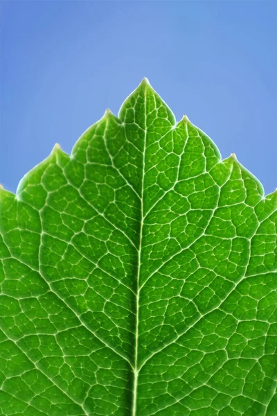 Primo Piano Una Bella Foglia Verde Primavera Paesi Bassi — Foto Stock