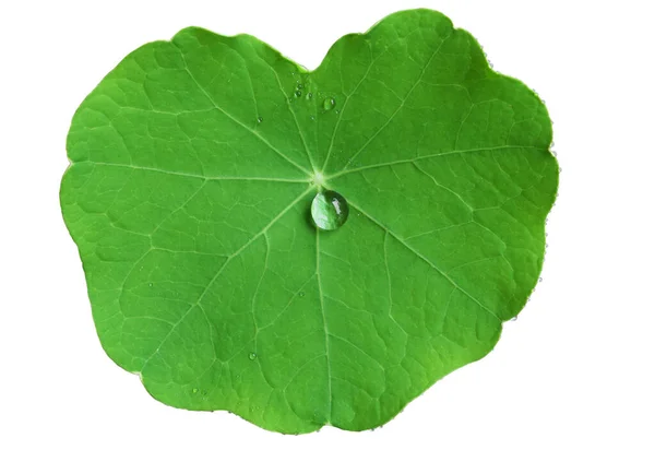 Bella Foglia Nasturzio Tropaeolum Majus Con Gocce Acqua Sfondo Bianco — Foto Stock