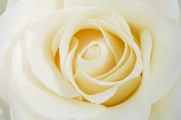 Closeup Lovely White Rose Rosaceae Germany — Stock Photo, Image
