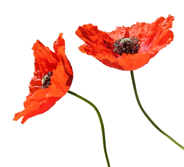 Beaux Coquelicots Rouges Papaver Rhoeas Isolés Sur Fond Blanc Compris — Photo