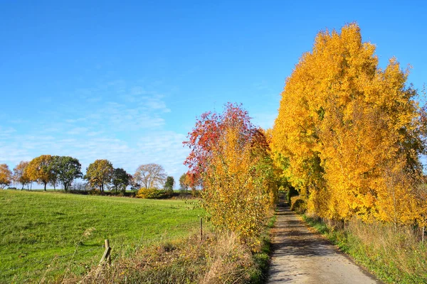 Jesienny Krajobraz Kolorowymi Drzewami Liśćmi — Zdjęcie stockowe