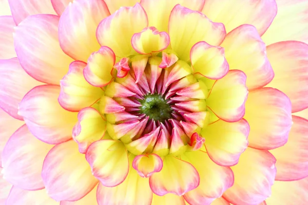 Close Uma Bela Dahlia Dahlia Alemanha — Fotografia de Stock