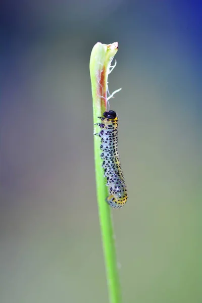 Jeden Housenka Pilapíza Čmoula Croesus Septentrionalis Rostlině Mnoha Kopírované Prostory — Stock fotografie