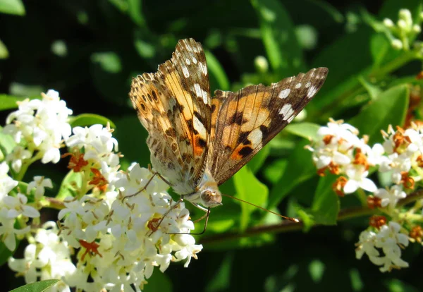 Painted lady, Vanessa cardui, a migrant butterfly, sitting on privet blossom. This Painted Lady came from South Europe or North Africa to Germany, after a long flight, including a flight over the alps. Vanessa cardui occurs in any temperate zone, includin