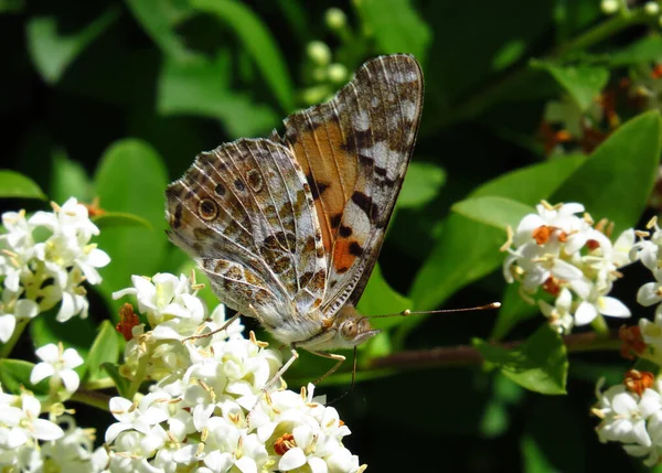 Painted lady, Vanessa cardui, a migrant butterfly, sitting on privet blossom, underside. This Painted Lady came from South Europe or North Africa to Germany, after a long flight, including a flight over the alps. Vanessa cardui occurs in any temperate zon