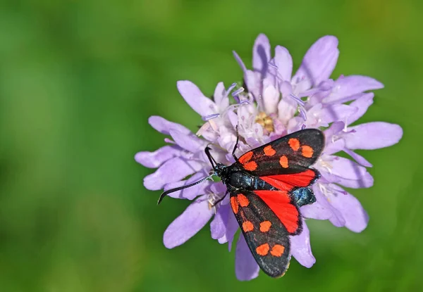 Blood droplets or six-spotted red widderZygaena filipendulae from the Haselschacher Buck in the Kaiserstuhl