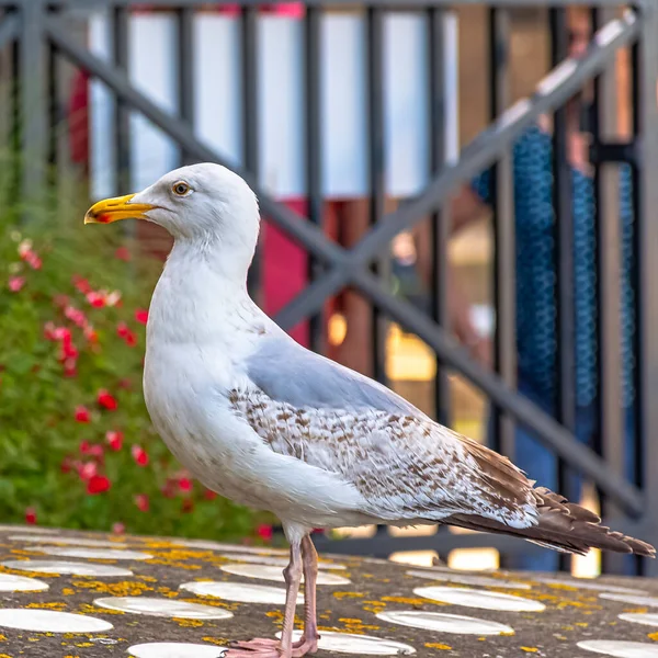 Gaivota Arenque Europeia Jovem Larus Argentatus Saint Malo Bretanha França — Fotografia de Stock