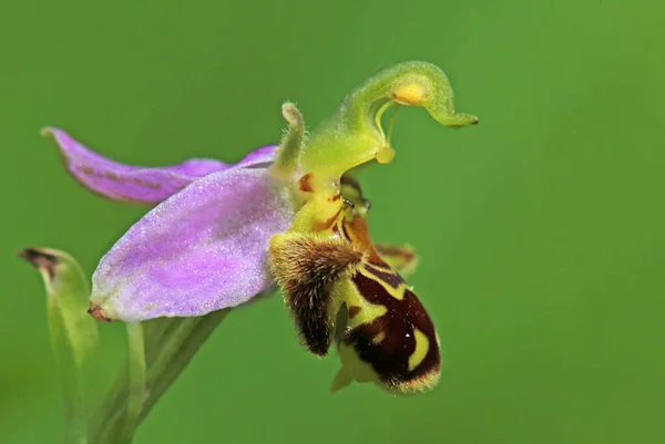 Racine Abeille Ophrys Apifera Vallée Lily Près Ihringen — Photo