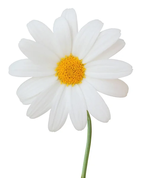 Piękna Biała Daisy Marguerite Odizolowana Białym Tle Niemcy — Zdjęcie stockowe