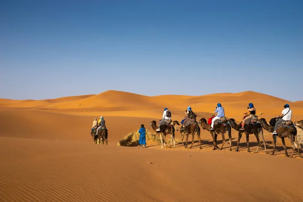 Camelos Deserto — Fotografia de Stock