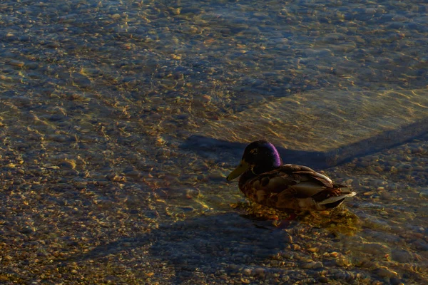 Helle Schatten Umgeben Den Erpel Und Den Stein Unter Wasser — Stockfoto