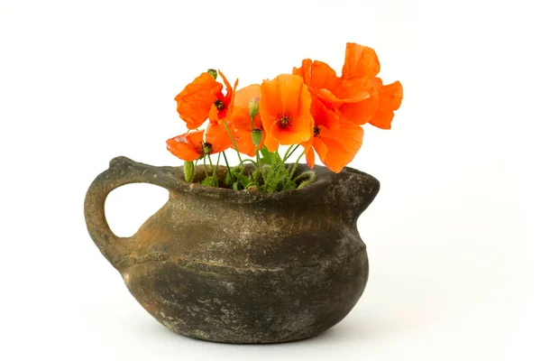 Wilde Mohnblumen Einer Vase Auf Weißem Hintergrund — Stockfoto