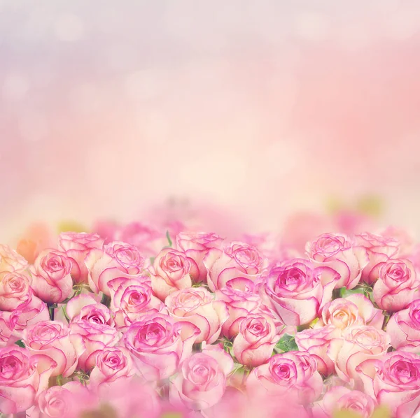 美丽的粉红色玫瑰绽放的背景 — 图库照片
