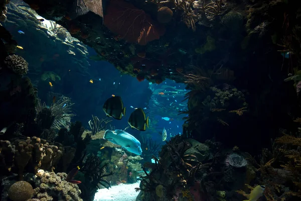Красивая Подводная Сцена Кораллами Рыбами — стоковое фото