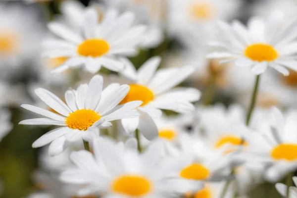 Daisies Marguerite Oxeye Daisy Meadow Full Inflorescence Germany — Stock Photo, Image