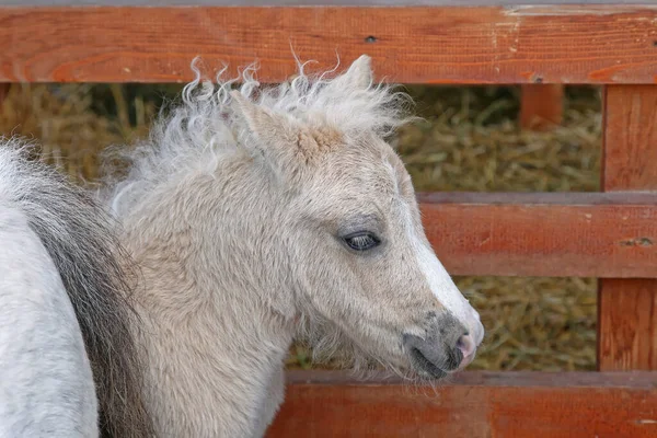 Küçük Genç Beyaz Foal Pony Kararlı — Stok fotoğraf