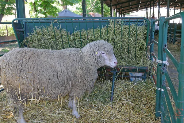 One Big Sheep Pen Animal Farm — Stock Photo, Image