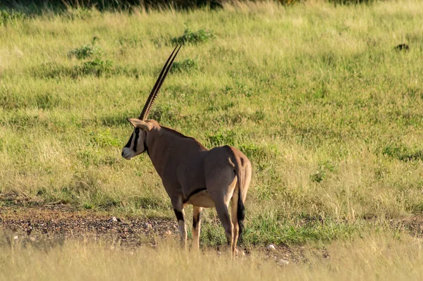 Beisa Oryx Réserve Nationale Samburu Oryx Beisa Solitaire Dans Prairie — Photo