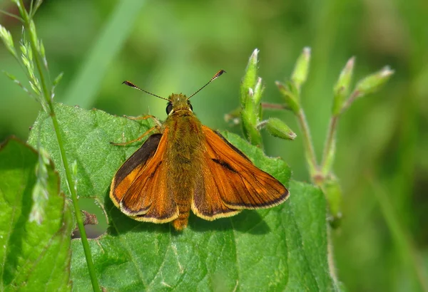 Ochlodes Sylvanus Tem Uma Envergadura Que Semelhante Tamanho Capitão Chequered — Fotografia de Stock