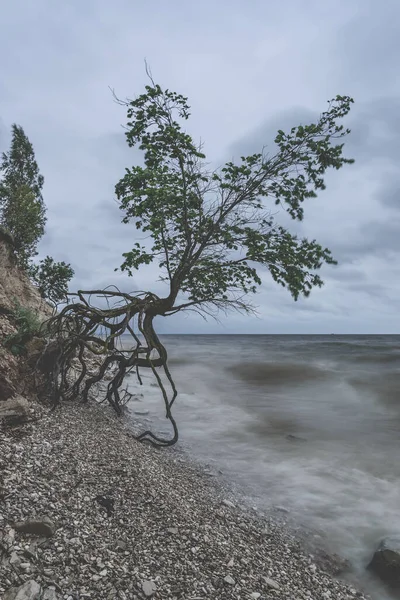 Solo Árbol Costa Rocosa Día Nublado Tormentoso —  Fotos de Stock