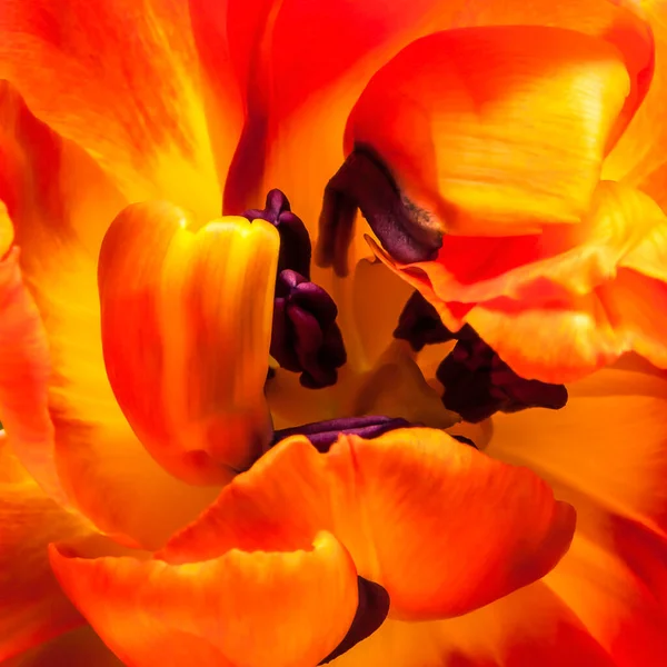 Symbol Jara Oranžově Žlutý Vyplněný Tulipán — Stock fotografie