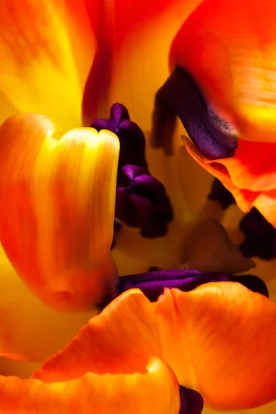 Symbol Jara Oranžově Žlutý Vyplněný Tulipán — Stock fotografie