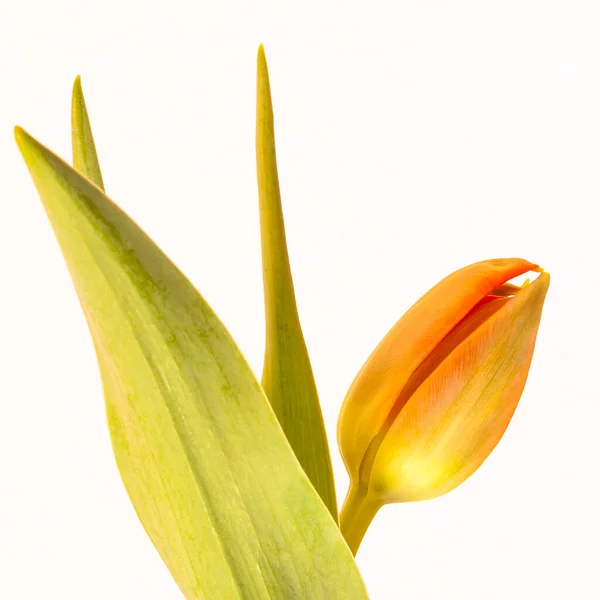 黄色的郁金香花是春天的象征 — 图库照片