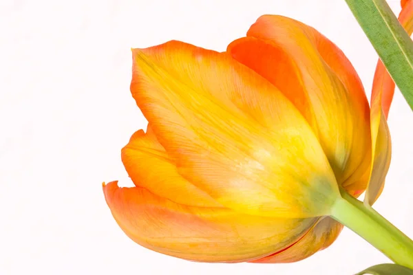 Symbole Printemps Tulipe Jaune Orangé Remplie — Photo
