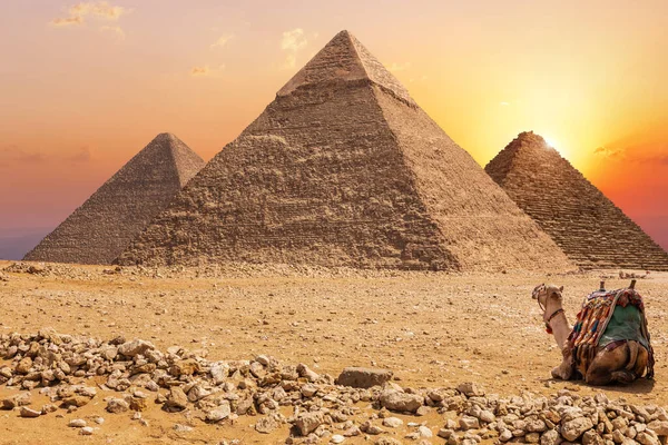 Tre Piramidi Principali Giza Cammello Tramonto Egitto — Foto Stock