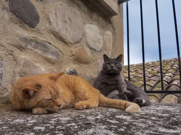 Dos Gatos Durmiendo Pared — Foto de Stock