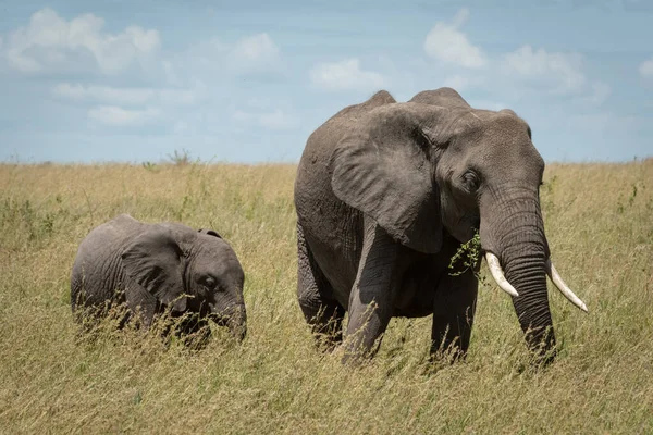 アフリカゾウと子牛の草の餌 — ストック写真
