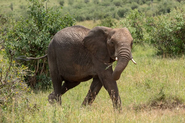 Afrikanischer Elefant Wandert Durch Büsche Und Schwingt Rüssel — Stockfoto