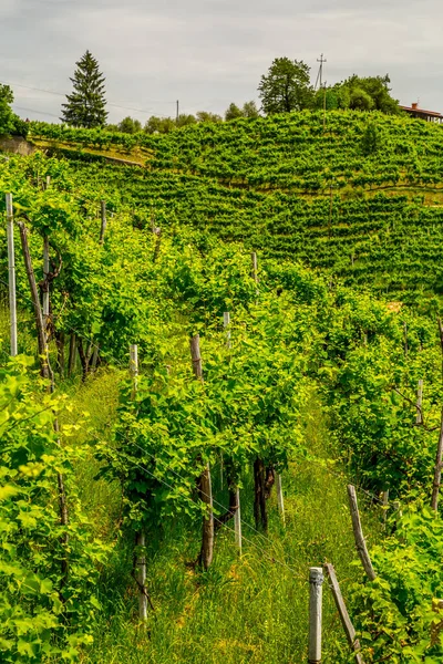 Viñedo Región Chianti Francia — Foto de Stock