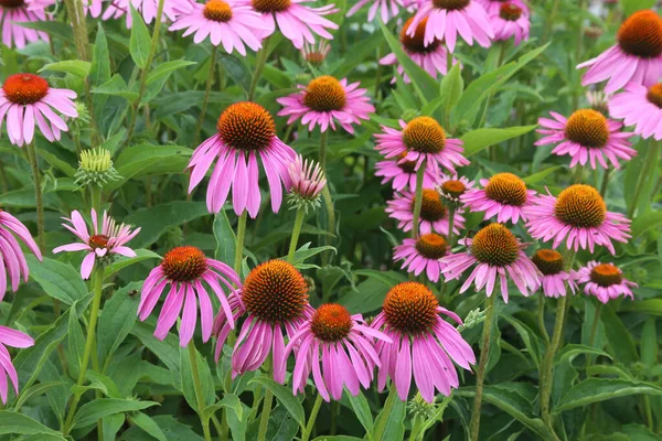 Purple Flowering Sham Sun Hat Purple Sun Hat Echinacea Purpurea — Stock Photo, Image