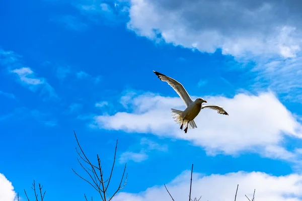 Flying European Herring Gull Larus Argentatus British Park Chichester West — Fotografia de Stock