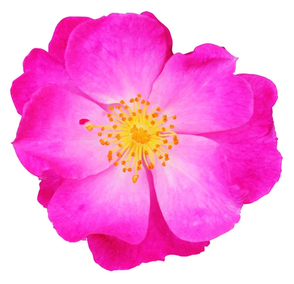 Hermosa Rosa Magenta Rosaceae Aislada Sobre Fondo Blanco Incluyendo Ruta — Foto de Stock