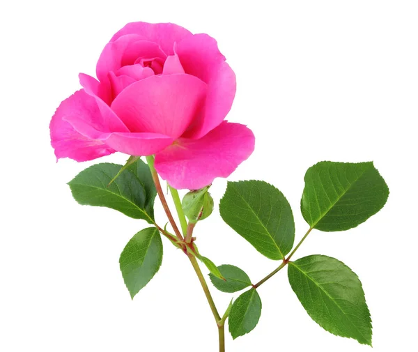 Beautiful Magenta Rose Rosaceae Isolated White Background Including Clipping Path — Stock Photo, Image