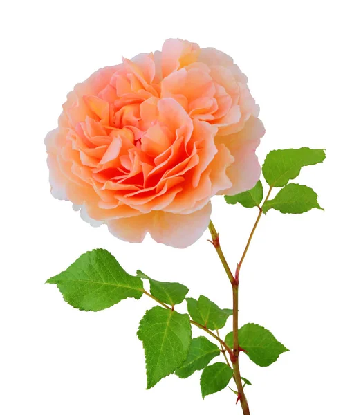 Beautiful Rose Rosaceae Απομονωμένο Λευκό Φόντο Συμπεριλαμβανομένης Της Διαδρομής Απόληξης — Φωτογραφία Αρχείου