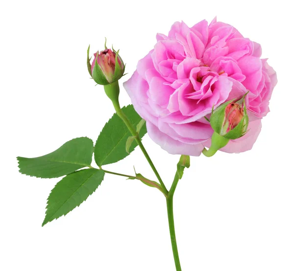 Magenta Rose Rosaceae Isolated White Background Including Clipping Path Germany — Stock Photo, Image